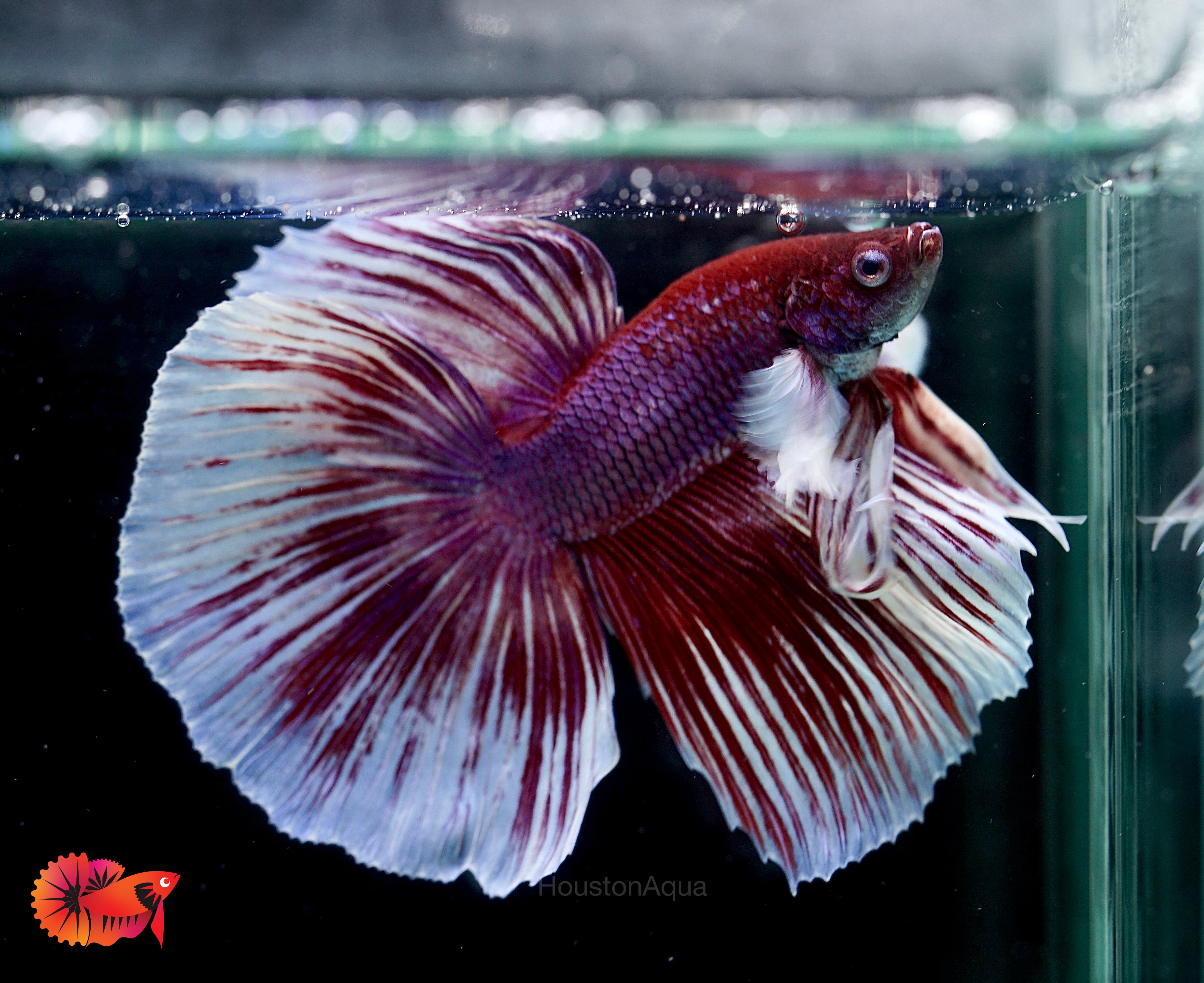 King betta fish top for sale