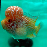 *NEW #3 Golden Base Kamfa Male Flowerhorn (Mini Size 2.5”) Potential Small Kamfa