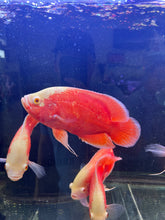 Super Red Chili Oscar Size Large 9”-10”