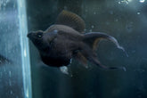 Breeding Size Black and White Belly Balloon Molly