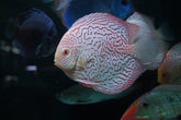 Albino Leopard Snakeskin High Body Discus 5.5-6” - Premium Grade