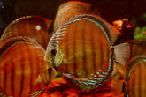 (Brazil Imported)Nhamunda River Red Wild Discus Size Large 6.5β-7β Special Order Wild Discus Fish