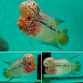 #2 Super Pearl Dragon Flowerhorn