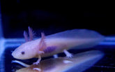 (GFP) Glow Lucy Axolotl SIZE 4”-4.5”