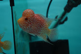 *NEW #8 Golden Base Kamfa Male Flowerhorn (Mini Size 2.5”) Potential Small Kamfa