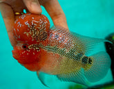 #3 Super Red Dragon Flowerhorn (Super Big Hump Head) size 4.5"