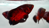 Chili Ruby Copper Tiger Oscar