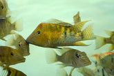 Yellow Hump Eartheater (Geophagus Pellegrini) Size 4β