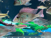 Geophagus Sveni Size 5”