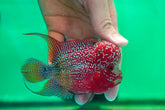 #4 Two Tones Dragon Flowerhorn