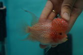 *NEW #6 Golden Base Kamfa Male Flowerhorn (Mini Size 2.5”) Potential Small Kamfa