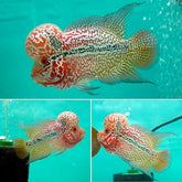 #1 Super Pearl Dragon Flowerhorn