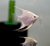 Platinum Angel size 3”