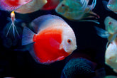 Red Snow Leopard High Body Discus size 4.5β Premium Grade Discus