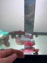 VIP Red King Kamfa Flowerhorn size 4” Premium VIP Collection Grade (High-End Flowerhorn)