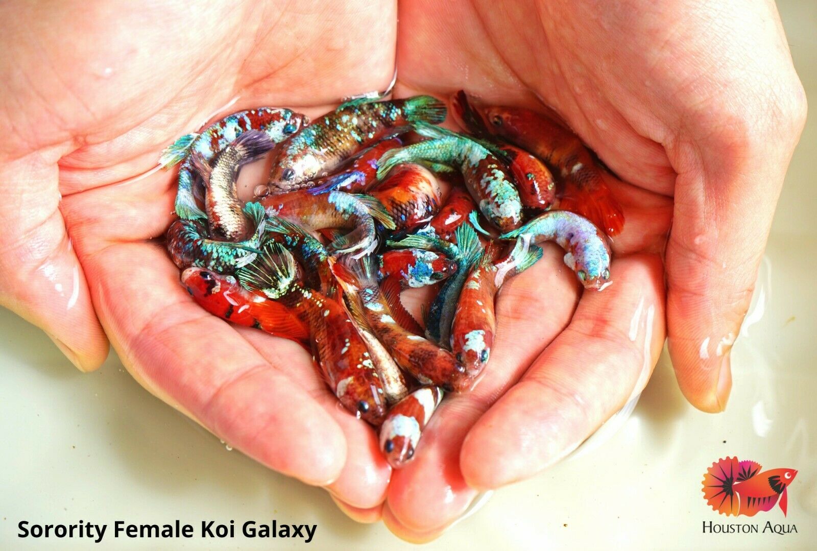 Real GIANT FEMALE Nemo Koi Sorority Betta Fish – Houston Aqua