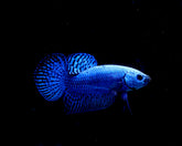 Blue Alien Wild Plakat Betta