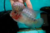 #4 Super Red Dragon Flowerhorn (Super Big Hump Head) size 4"