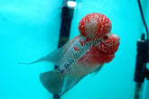 #6 Super Red Dragon Flowerhorn (Super Big Hump Head) size 5"