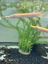 Albino Alligator Gar Fish size 8-10”