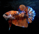 #1 (New Arrival) REAL GIANT KING Candy Tiger Nemo Koi -Male Plakat Betta Fish - High Quality Live Aquarium Male Betta Fish