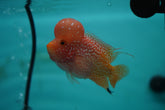 *NEW #7 Golden Base Kamfa Male Flowerhorn (Mini Size 2.5”) Potential Small Kamfa