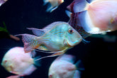 Geophagus Sveni Short Body Size 5”