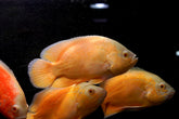 Full Body Lemon Oscar Size Large 9”-10”