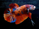 #3 (New Arrival) REAL GIANT KING Candy Tiger Nemo Koi -Male Plakat Betta Fish - High Quality Live Aquarium Male Betta Fish