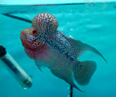 #5 Super Red Dragon Flowerhorn (Super Big Hump Head) 4"
