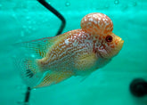 *NEW #4 Golden Base Kamfa Male Flowerhorn (Mini Size 2.5”) Potential Small Kamfa