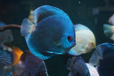 Blue Diamond Discus Size 5”-6”