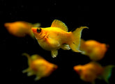 Golden Balloon Molly “C” Shape Tail