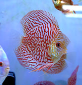 Red Tiger High Body Discus size 4.5β Premium Grade Discus