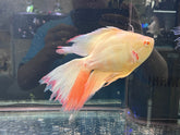 Super Short Body White Oscar Longfin Size Large 9”-10” Tail Included