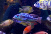 Fusco Haps Cichlids Malawi - African Cichlids Size 4.5β