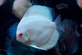 Albino Platinum Premium Discus Size Large 5.5β-6β