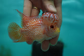 *NEW #5 Golden Base Kamfa Male Flowerhorn (Mini Size 2.5”) Potential Small Kamfa