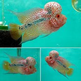 #3 Super Pearl Dragon Flowerhorn