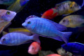 Blue Moorii Dolphin African Cichlid from Lake Malawi Size 4.5β