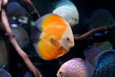 High Body “Heart Shape” Yellow Melon Discus size 5-6” Premium Grade Discus
