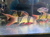 Clown Loach Size 10”