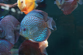 Blue Turquoise Discus Size 5”-6”