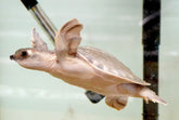 *Limited* Pig Nose Flying River Turtle size 8”