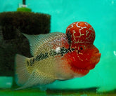 #1 (SRD) Super Red Dragon Flowerhorn 4.5”-5”