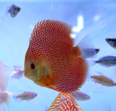 Leopard βPantheraβ High Body Discus size 4.5β Premium Grade Discus
