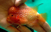*NEW #2 Golden Base Kamfa Male Flowerhorn (Mini Size 2.5”) Potential Small Kamfa
