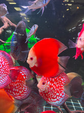 High Body “Heart Shape” Red Melon Discus size 5-6” Premium Grade Discus