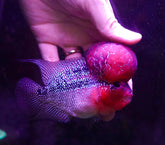 #8 Super Red Dragon Flowerhorn (Super Big Hump Head)