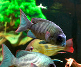 * RARE * Menarambo (Paretroplus menarambo) Madagascar Cichlids Captive Breed (Wild Extinct)